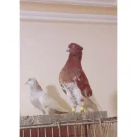 کله سرخ زرداثتثنا با ارزش