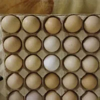 تخم مرغ نطفه دار محلی