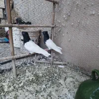 کله سیاه کلایی