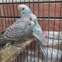 جفت مرغ عشق|پرنده|اهواز, کوی علوی|دیوار