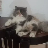 گربه ماده جهت جفت|گربه|بیرجند, |دیوار