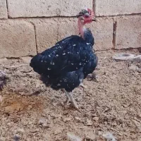 مرغ گردن لخت