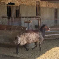 قوچ هترو|حیوانات مزرعه|مشهد, آبکوه|دیوار