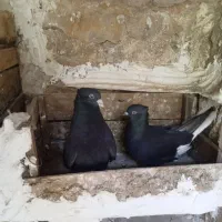 کبوتر|پرنده|دهدشت, |دیوار