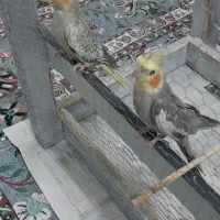 عروس هلندی فروشی