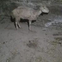 بره گوسفندشیرکرده بشرط سنو