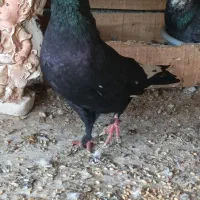 زاغ شاه بال سفید/کله زرد|پرنده|بندرعباس, |دیوار