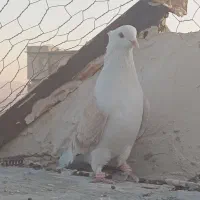 کبوتر|پرنده|گلبهار, شهر جدید گلبهار|دیوار