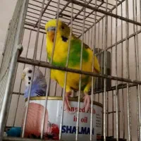 مرغ عشق مولد ،سینه سرخ سهره|پرنده|قزوین, |دیوار