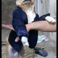 سگ اشپیتس پامریان|سگ|محمدیه-قزوین, |دیوار