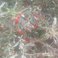 استخدام کارشناس گیاهپزشکی