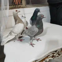 کبوتر|پرنده|اصفهان, حصه جنوبی|دیوار