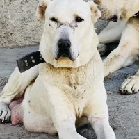 سگ ماده خراسانی|سگ|سمنان, |دیوار