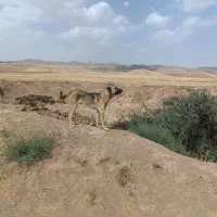 توله‌سرابی