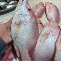 ماهی سرخو صادراتی