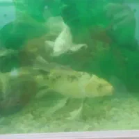 آکواریوم 80در 60با ماهی ودستگاهاش|ماهی|سبزوار, هویزه|دیوار