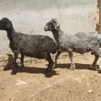 قوچ و میش سوز ملحه ( قلمه )