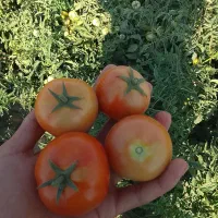 گوجه سر مزرعه
