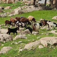 گوسفند جوان همه شیشک|حیوانات مزرعه|اندیمشک, |دیوار
