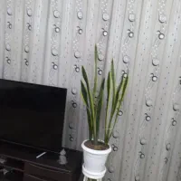 پرده حریر با تخفیف
