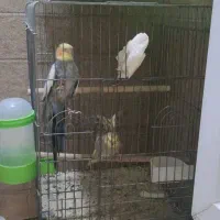 عروس هلندی