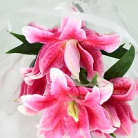 لیلی رز سرگلی ۲۰۰ فقط برای امروز