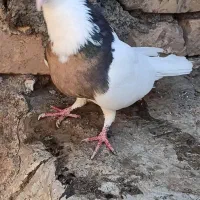 طوقی ماده|پرنده|بردسکن, |دیوار