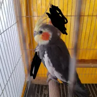 عروس هلندی|پرنده|تربت‌حیدریه, شهرک ولیعصر|دیوار