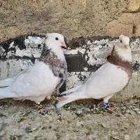 کبوتر طوقی کاکلی مولد جوان|پرنده|قم, دروازه چوبی|دیوار