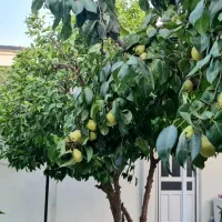 منزل ویلایی بزرگ سرابله