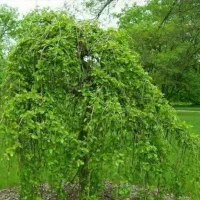 فروش نهال توت چتری