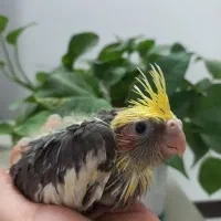 جوجه عروس ابلغ سرلاکی|پرنده|قم, شاه سید علی|دیوار