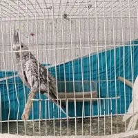 جوجه عروس هلندی دستی