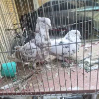 کبوتر جفت قدیمی