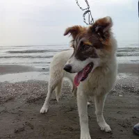 واگذاری سگ ژرمن میکس محلی رایگان|سگ|ماسال, |دیوار