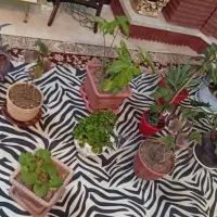 ۱۰ گلدان با گل