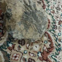 فسیل صدف|جواهرات|اردستان, |دیوار