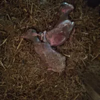 میش ترکی|حیوانات مزرعه|مسجد سلیمان, |دیوار