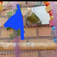 برزیلی گمونم نر باشه با فیشر ۵ماه تا یکسال معاوضه