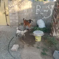 بز دورگ سومال به همراه گیسه،قیمت مقطوع