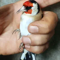 جوجه سهره|پرنده|تهران, اتابک|دیوار