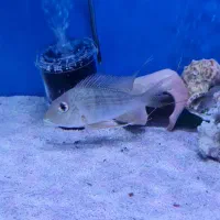 ماهی پرکسیموس