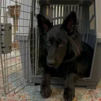 باکس سگ سایز ۵ مسافرتی استاندارد