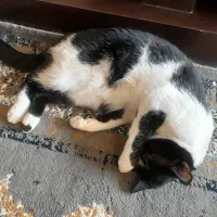 واگذاری گربه dsh|گربه|اصفهان, بهارستان|دیوار