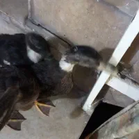 اردک