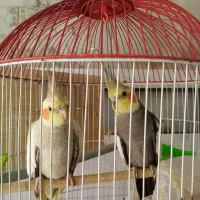 عروس هلندی مولد با جوجه وبدون جوجه