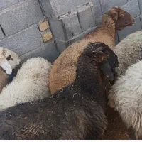 میش توابع ارسنجان