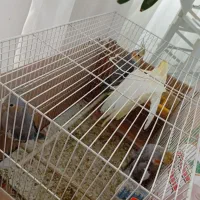 عروس هلندی