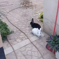 جفت خرگوش سیاه و سفید نر ماده بزرگ بالغ اروم