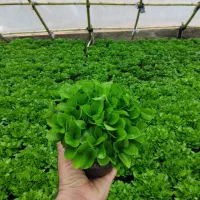 پیش فروش سبزه نارنج